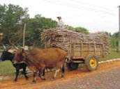 Ochsenkarren in Paraguay